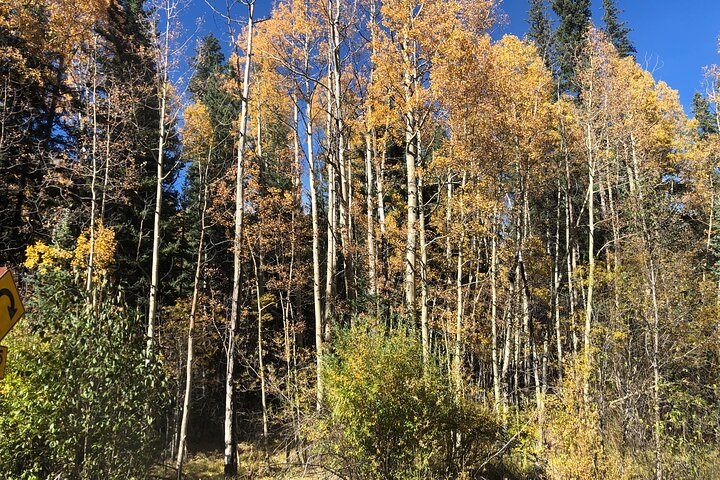 Aspen trees outside Idaho Springs